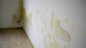 How To Get Rid of Mould Permanently?