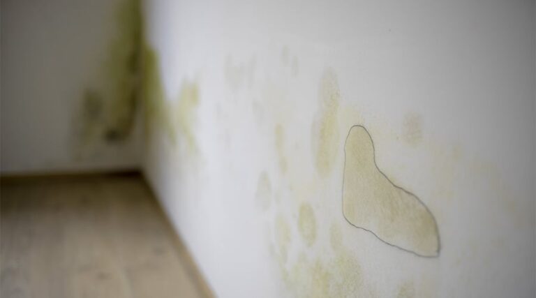 Mould-cleaning