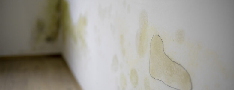 Mould-cleaning